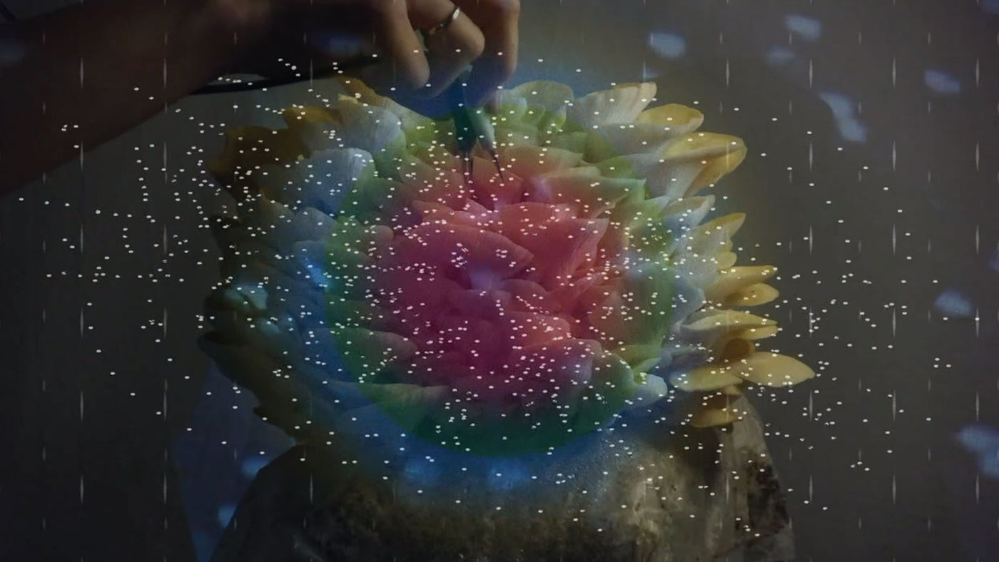 Mushroom Biomusic: Yellow Oyster