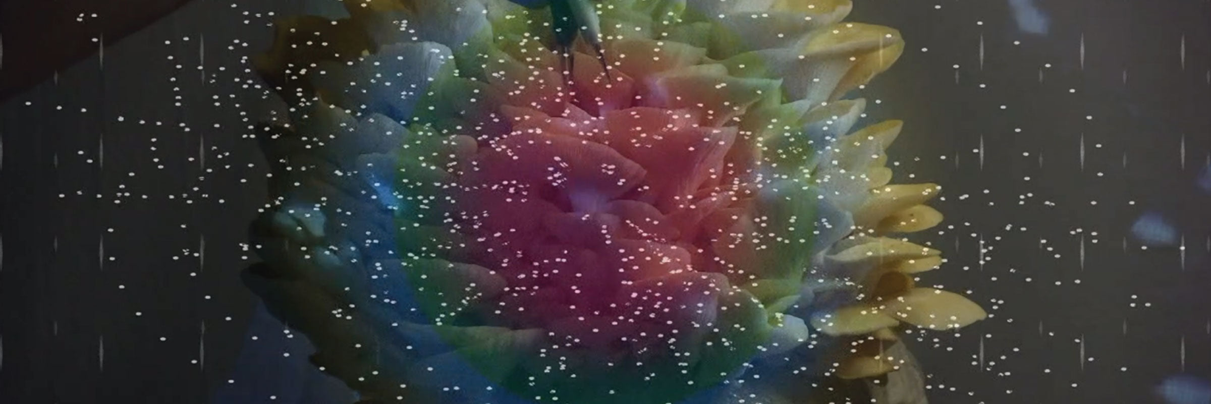 Mushroom Biomusic: Yellow Oyster