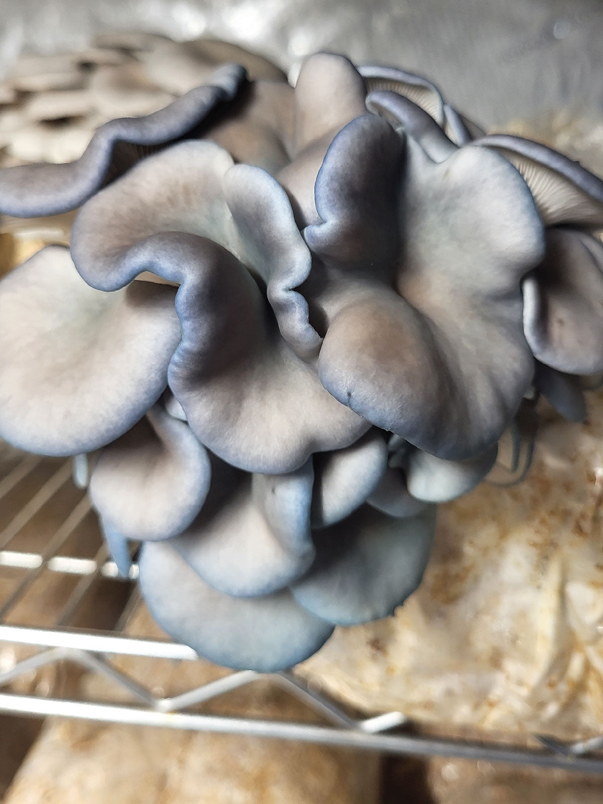 Oyster Mushroom Bucket Blitz