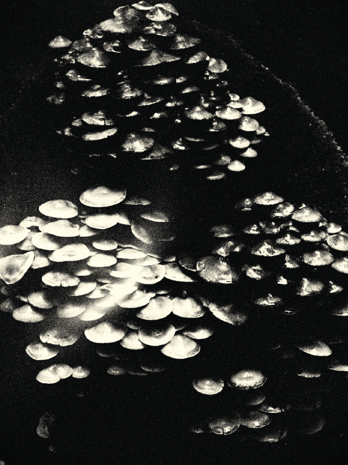 Myceliumergence
