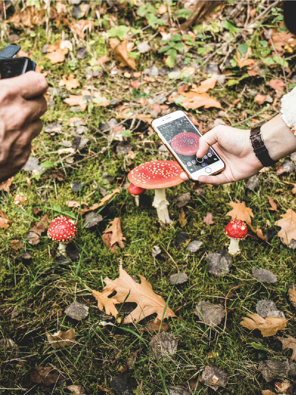 Mushroom Photography Crash Course
