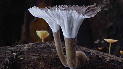Planet Fungi: Northeast India