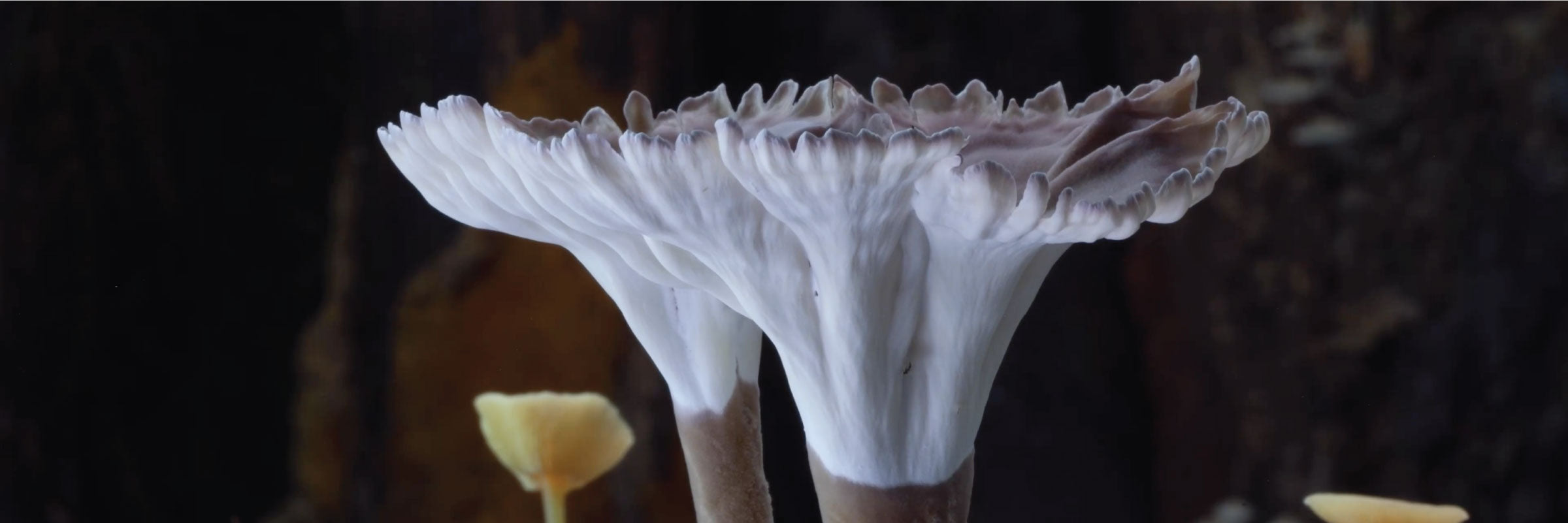 Planet Fungi: Northeast India