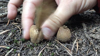 Puffballs & Earthstars