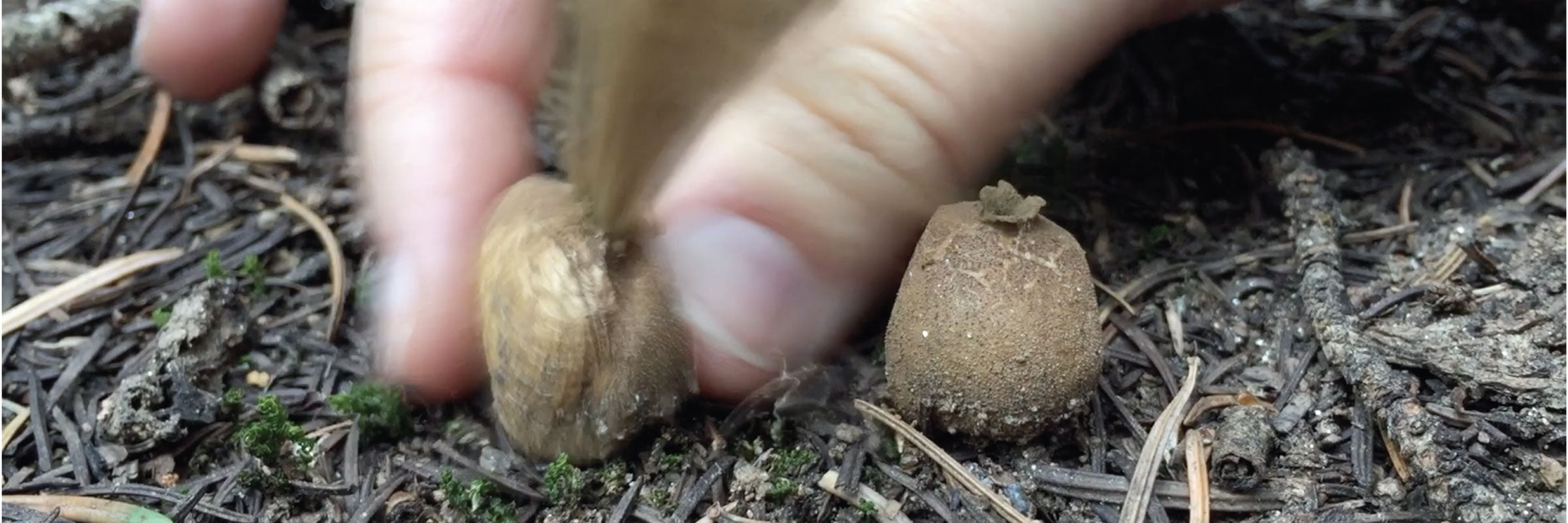 Puffballs & Earthstars