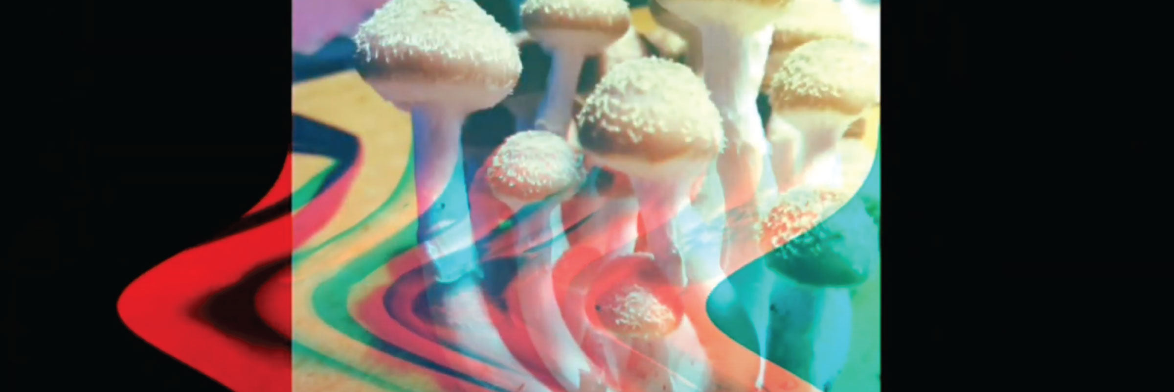 Reishi