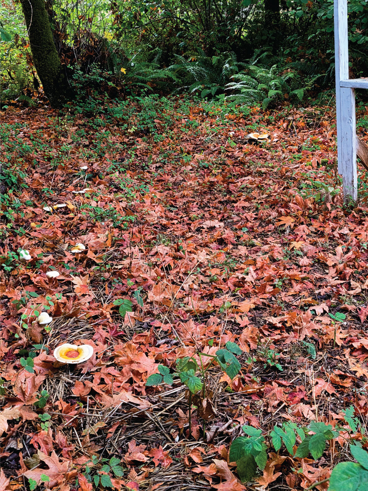 Reishi Garden Installation