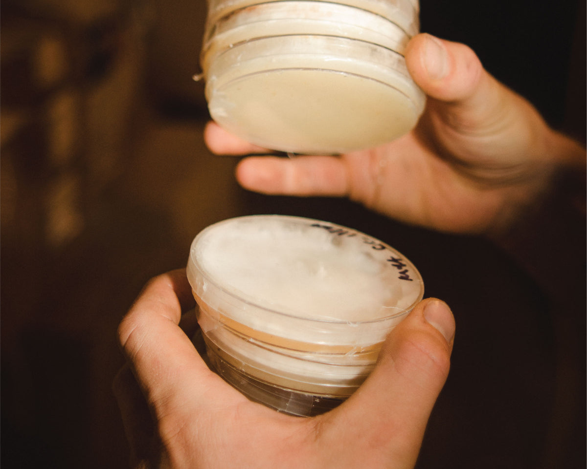 Spores & Strains: A Culture Exchange