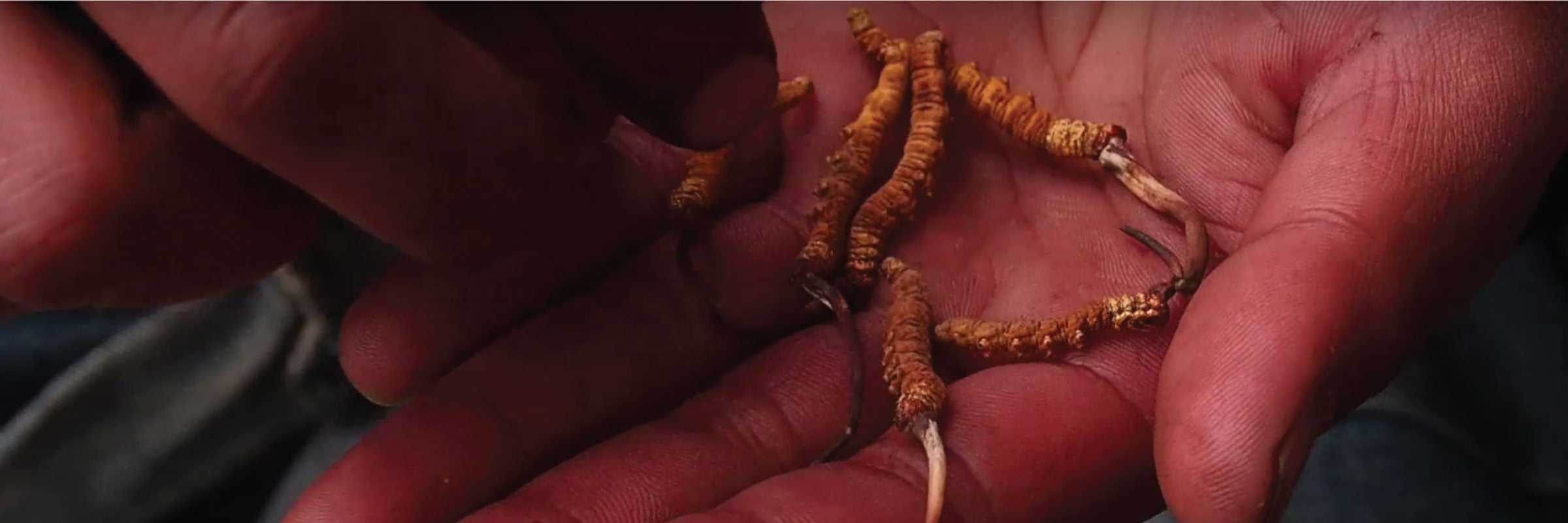 Suklal’s Hunt