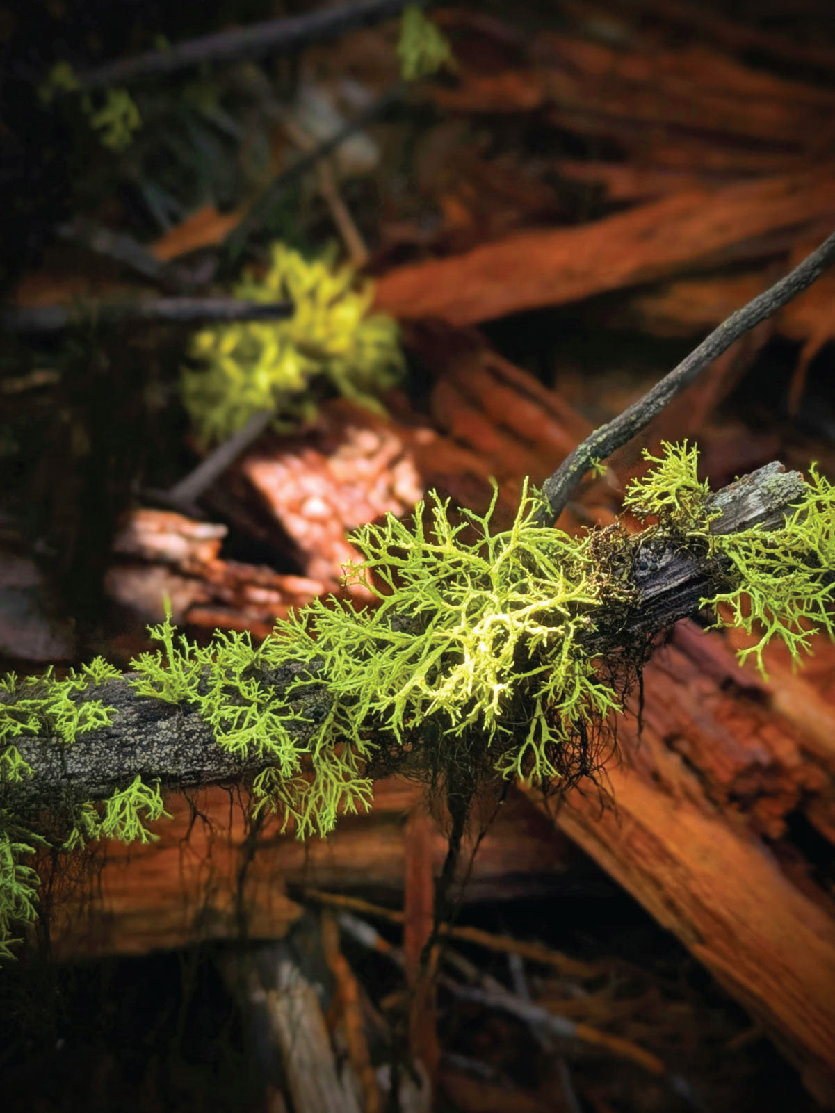 I'm Likin' Lichens