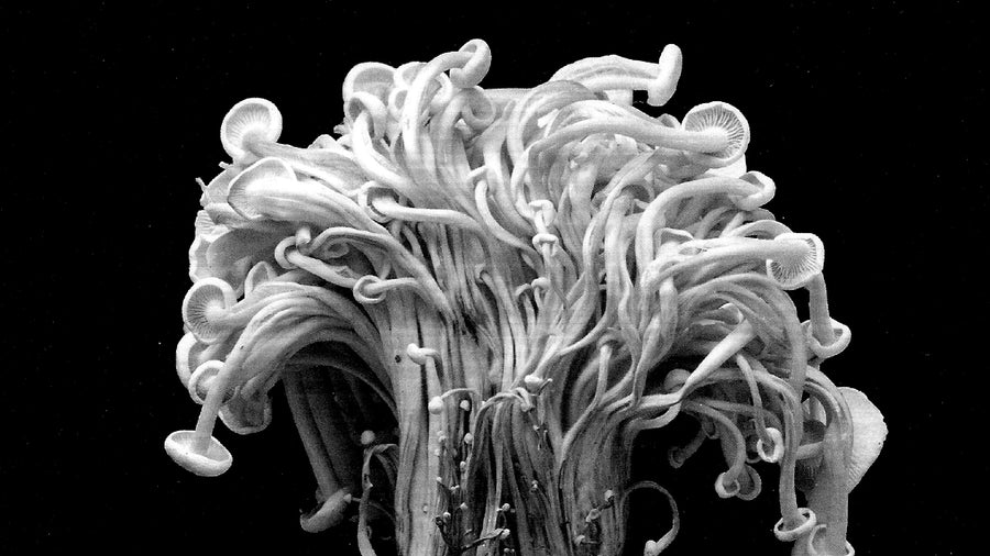 Mycelium string installation