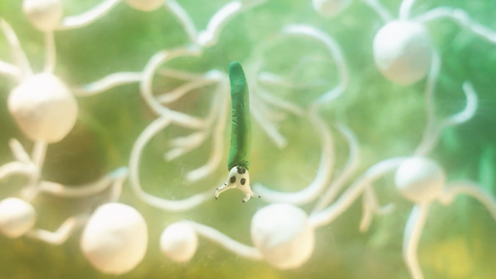 Where the Mushrooms Grow